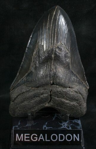 Beastly Megalodon Tooth - Great Serrations #7827